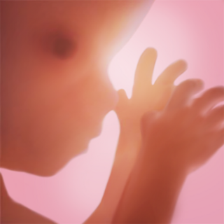 Pregnancy + | Tracker App APK