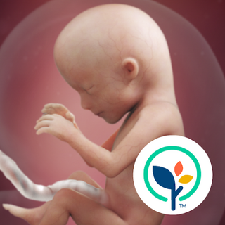 Pregnancy App & Baby Tracker Иконка