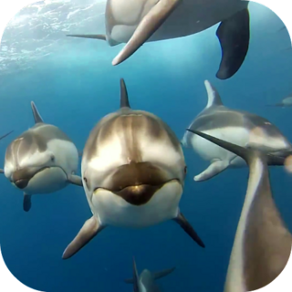 Dolphins Live Wallpaper Иконка