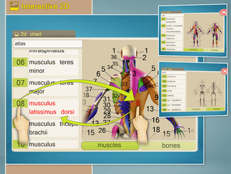 Easy Anatomy 3D(learn anatomy) Скриншот 5