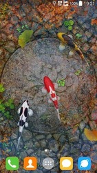 Живые обои с кои в пруду Скриншот 6