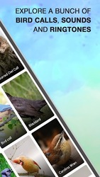 Bird Calls, Sounds & Ringtones Screenshot 8