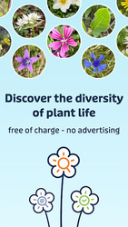 Flora Incognita Скриншот 8